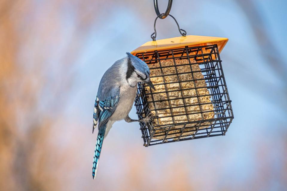 The Best Place to Hang Bird Feeders