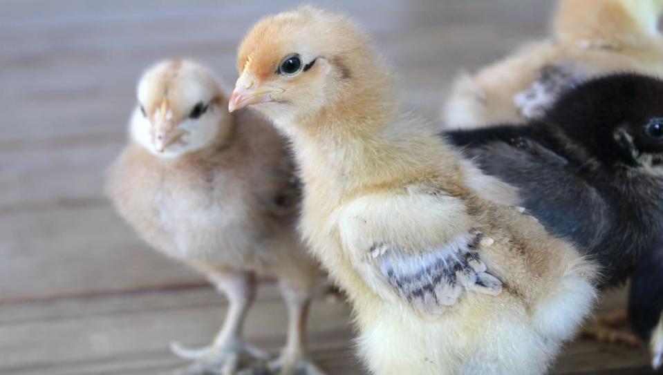 There are chicken brooders for sale—but you can also DIY with easy-to-find supplies.