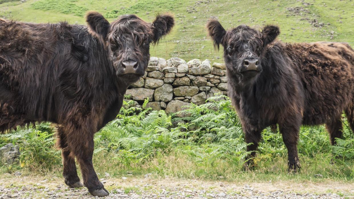  Two cows in the Lake District, UK. 