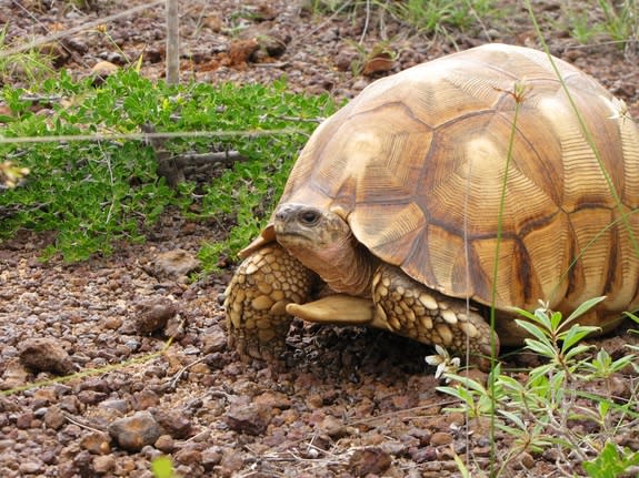 The ploughshare tortoise, found only in Madagascar, is being collected out of existence by illegal wildlife traffickers.
