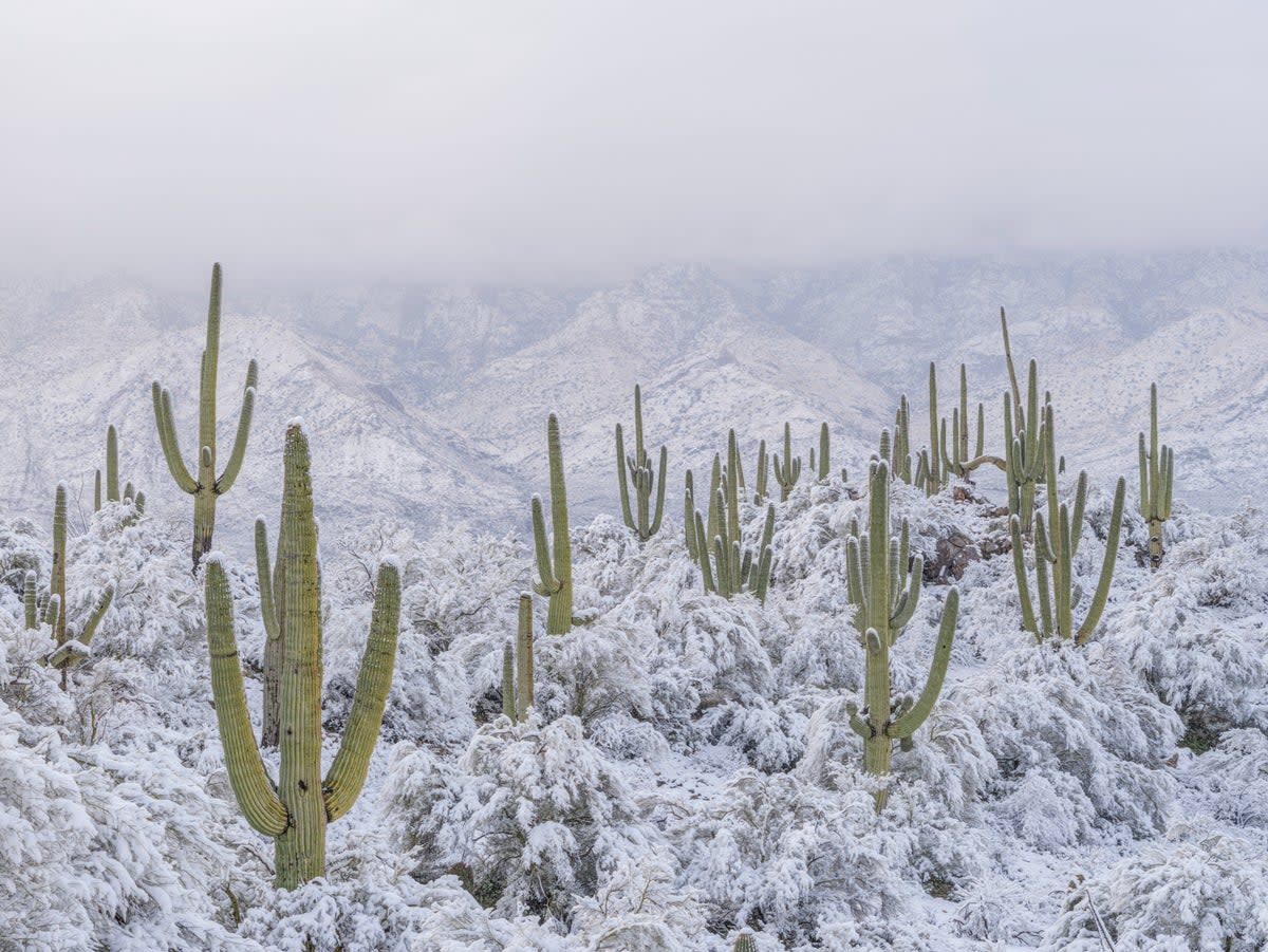 Snow surrounds the cacti in Arizona’s Sonoran Desert   (Jack Dykinga/naturepl.com)