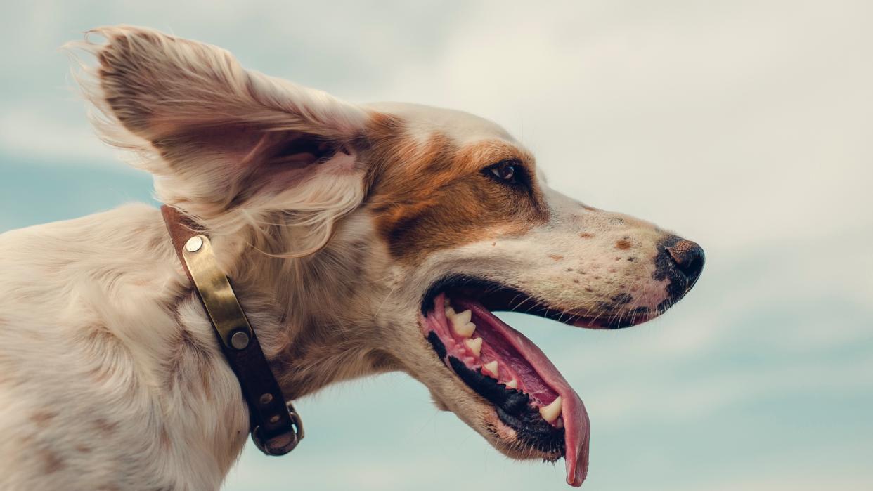  32 of the best outdoor dog breeds. 