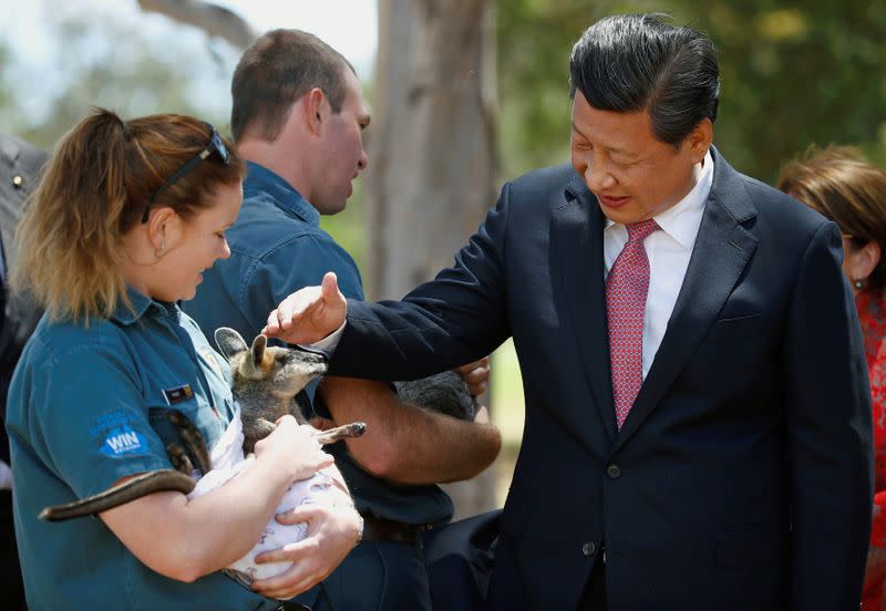 FILE PHOTO: China's President Xi Jinping pats a swamp wallaby being held by Renne Osterloh on the grounds of Government House in Canberra