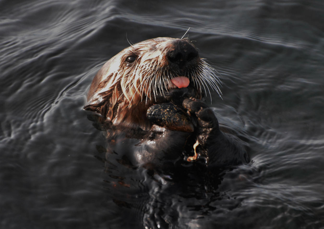 https://www.gettyimages.co.uk/detail/photo/otter-at-sunset-royalty-free-image/1158253298