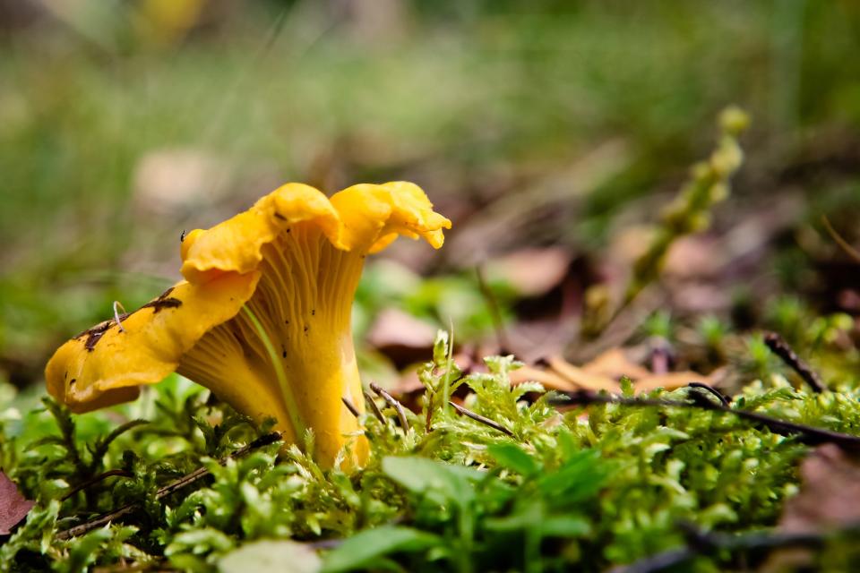 Chanterelle mushroom growing from the ground.