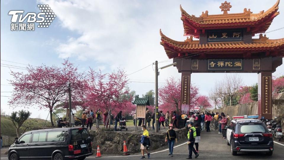 嘉義阿里山周邊彌陀禪寺櫻花盛開，吸引大批遊客。圖／TVBS