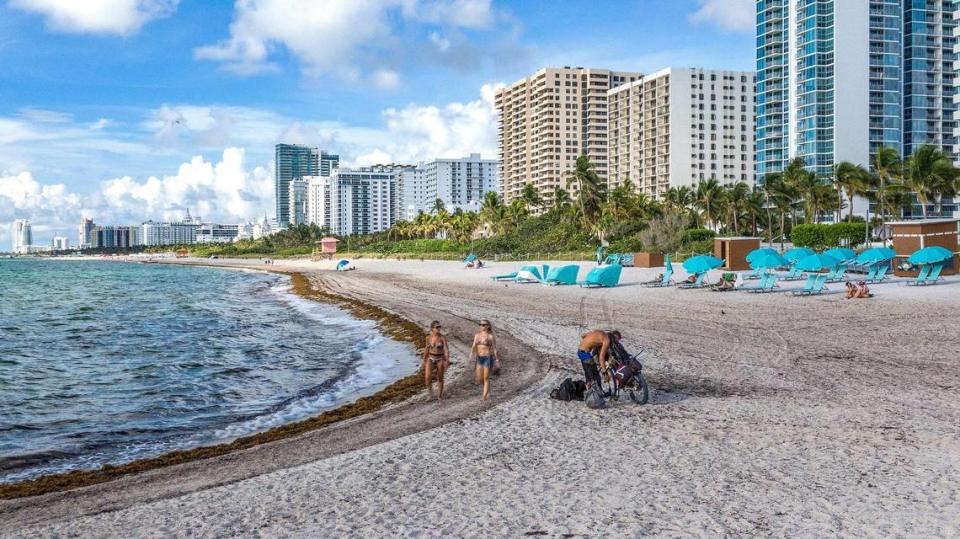 Bañistas caminan entre el sargazo a lo largo de la playa en Collins Avenue y 27 Street, en Miami Beach, el jueves 25 de agosto de 2022.