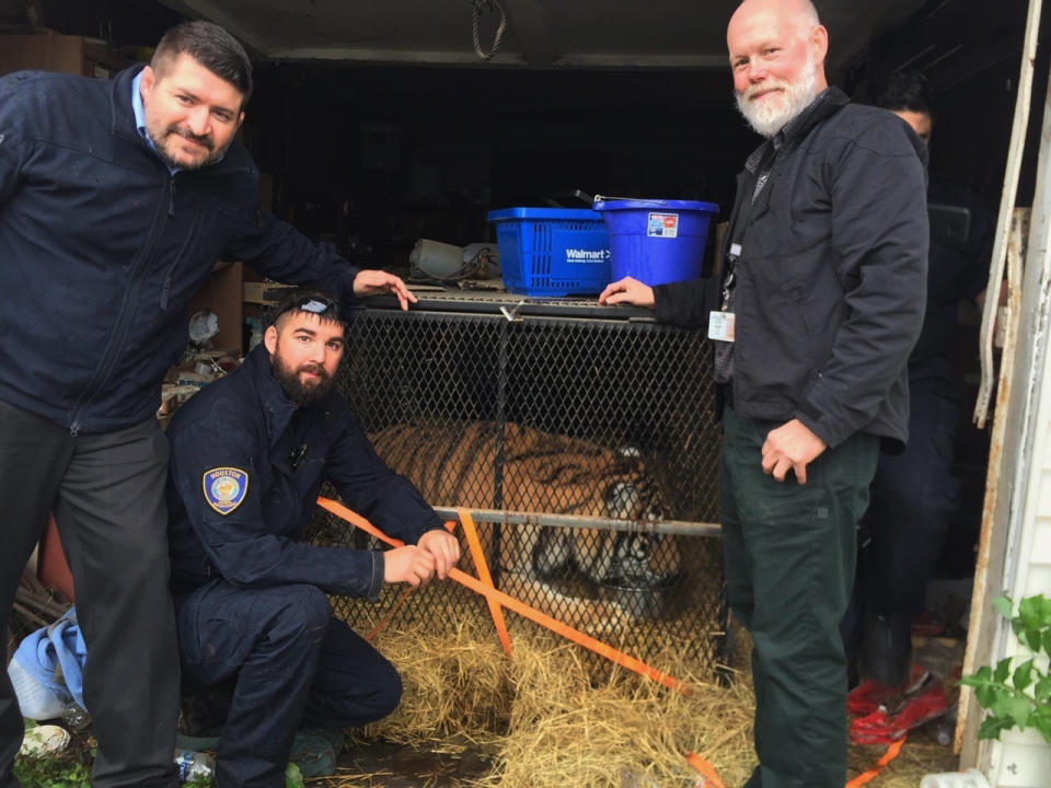 Houston police pose with the tiger nicknamed ‘Tyson’. Source: Associated Press