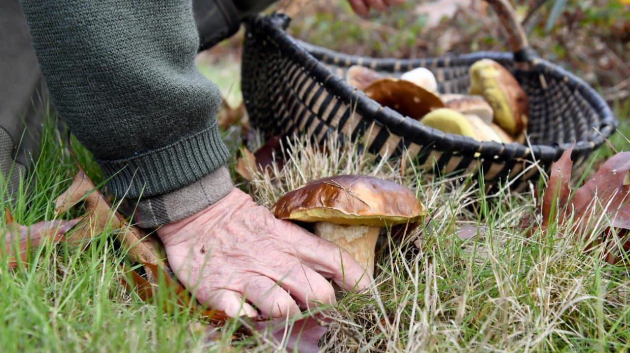 Cueillette de champignons (illustration) - NICOLAS TUCAT / AFP