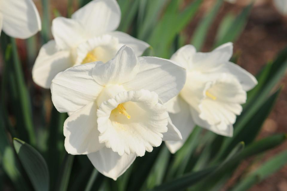Planting spring bulbs in your garden is a gift that keeps on giving.