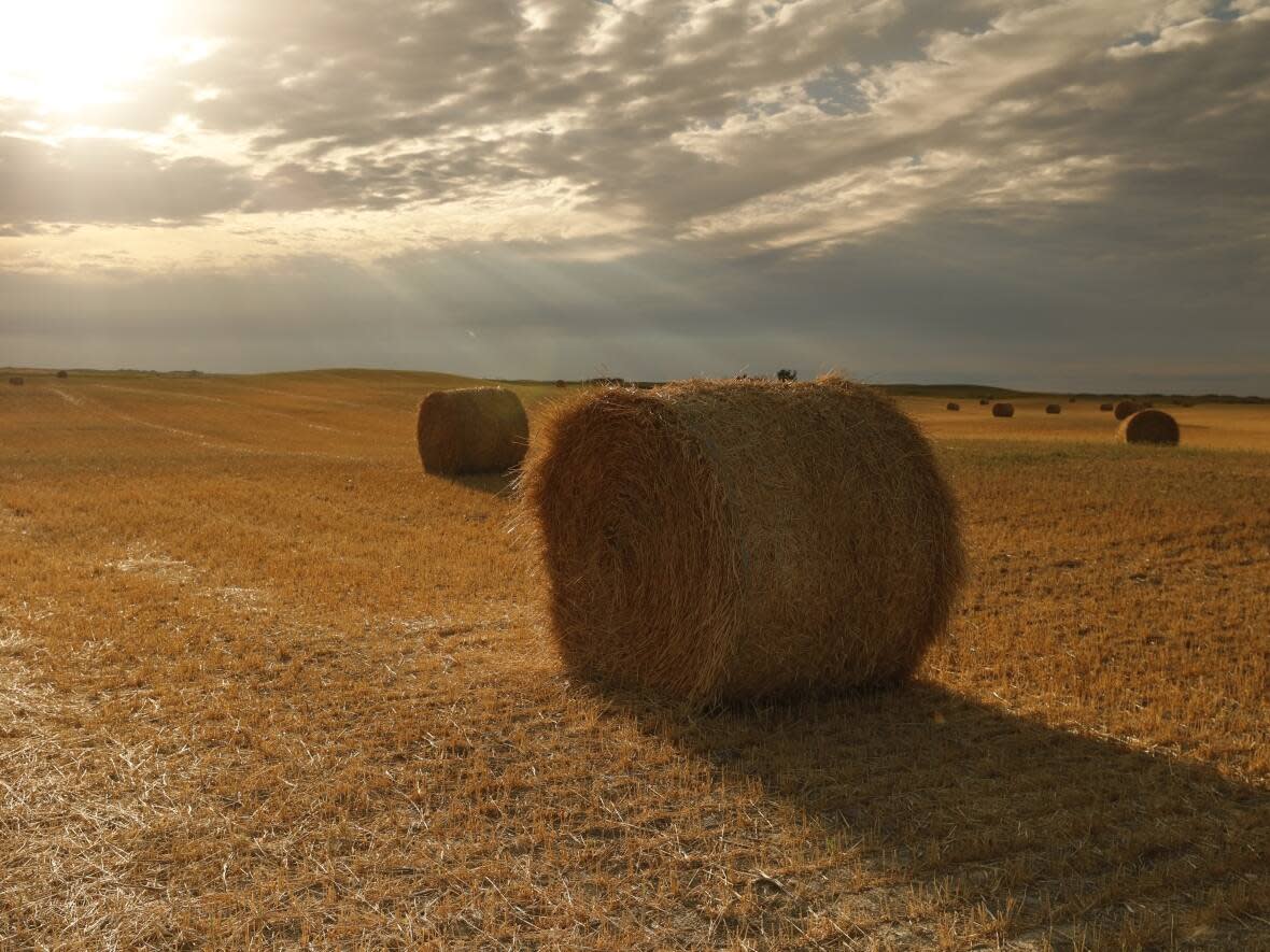 According to Environment and Climate Change Canada, 15 communities in Saskatchewan reached new daily high records on Wednesday. (Richard Agecoutay/CBC News - image credit)