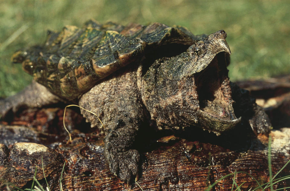 Von ihren hübschen Artgenossen hat die Geierschildkröte leider nicht wirklich viel geerbt. Statt prachtvoller Farbmuster zieren die Haut dieser Meeresschildkröte spitze, warzenartige Pickel, die nicht schön, sondern eher abschreckend wirken. Sollen sie aber wohl auch! Besonders vor ihrem Maul sollte man sich in acht nehmen, das kann nämlich böse Verletzungen verursachen. (Bild-Copyright: De Agostini Picture Library/UIG/REX/Shutterstock)