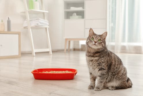   <span class="attribution"><a class="link " href="https://www.shutterstock.com/image-photo/adorable-grey-cat-near-litter-box-1167228346?src=bpFefu0XKVlgyyWfCRcotw-1-8" rel="nofollow noopener" target="_blank" data-ylk="slk:New Africa/Shutterstock;elm:context_link;itc:0;sec:content-canvas">New Africa/Shutterstock</a></span>