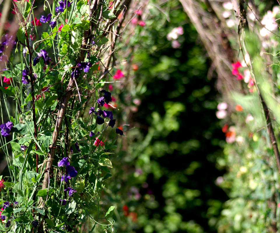 sweet pea arch