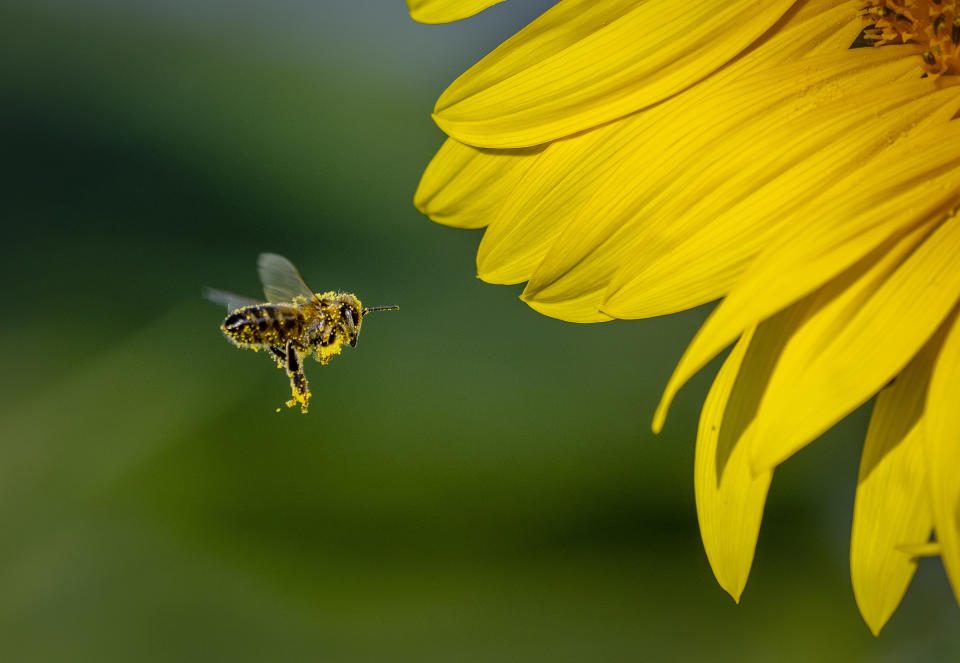 A bee approaches a sunflower on a field on the outskirts of Frankfurt, Germany, Aug. 28, 2024. (AP Photo/Michael Probst, File)