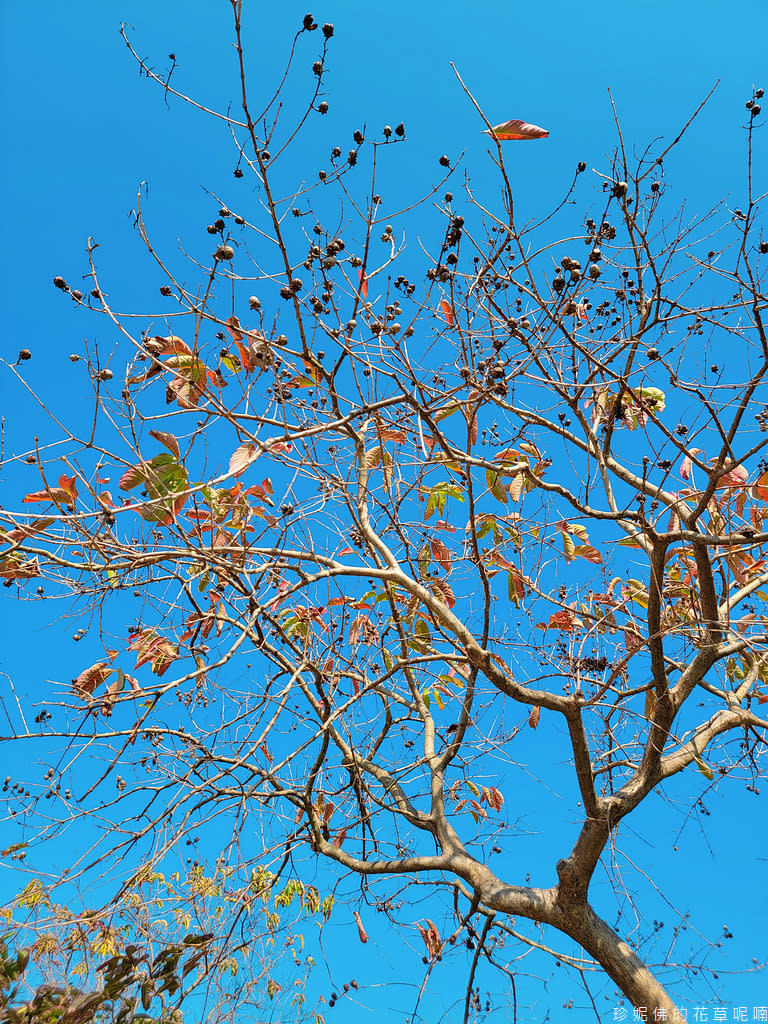 屏東｜新埤鄉綜合休閒公園