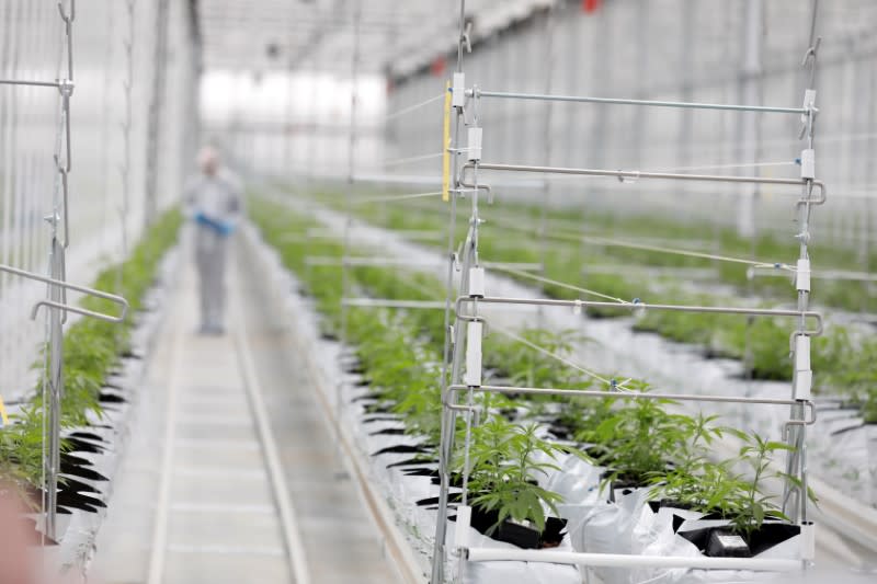 FILE PHOTO: Worker checks cannabis plants inside Tilray factory hothouse in Cantanhede