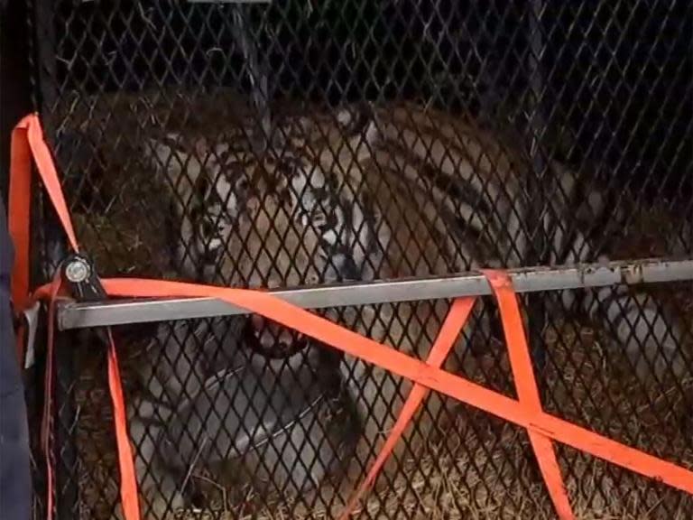 Man goes into abandoned home to smoke cannabis and finds overweight tiger