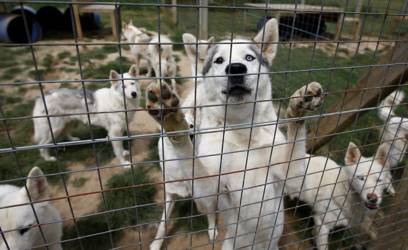 Siberian Huskies belonging to breeders Christine and Stephen Biddlecombe are seen at their home, in Tonbridge