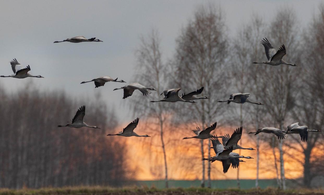 <span>A flock of common cranes in Poland’s Bielawa reserve.</span><span>Photograph: Aleksander/Getty Images</span>