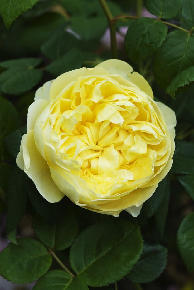 5) Charles Darwin Rose