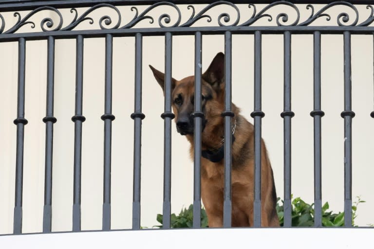 Commander, US President Joe Biden's dog, is now living with family members (SAUL LOEB)