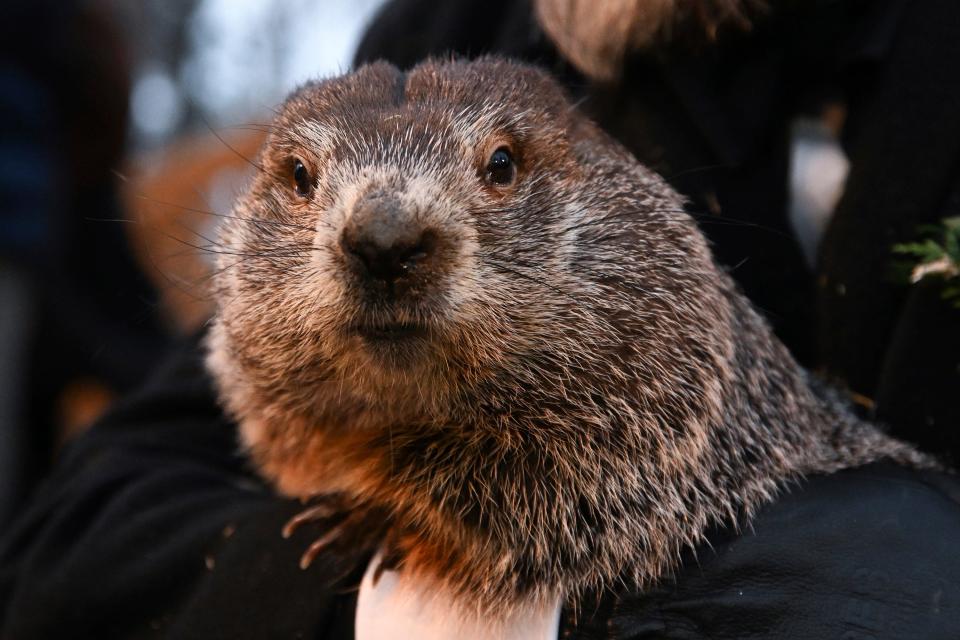 FILE - Groundhog Club handler A.J. Dereume holds Punxsutawney Phil, the weather prognosticating groundhog, during the 136th celebration of Groundhog Day on Gobbler's Knob in Punxsutawney, Pa., Feb. 2, 2022. On Thursday, Feb. 2, 2023, people will once again gather at Gobbler’s Knob as members of Punxsutawney Phil’s “inner circle” summon him from his tree stump at dawn to learn if he has seen his shadow. According to folklore, if he sees his shadow there will be six more weeks of winter. If he does not, spring comes early. (AP Photo/Barry Reeger, File) ORG XMIT: NYSS316