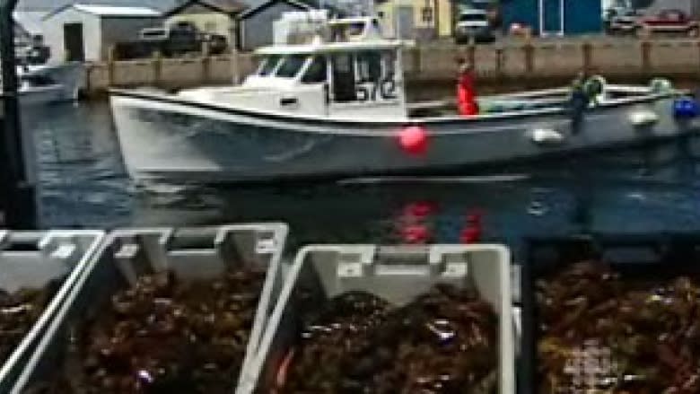 P.E.I. lobster fishery: use less mackerel as bait, or risk eco-friendly stamp