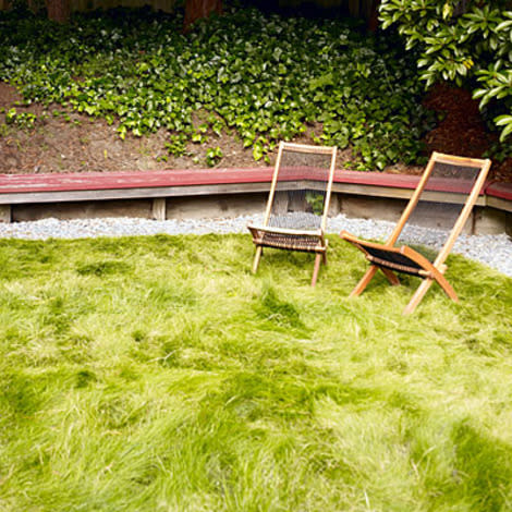 Replace the lawn with low-water grass