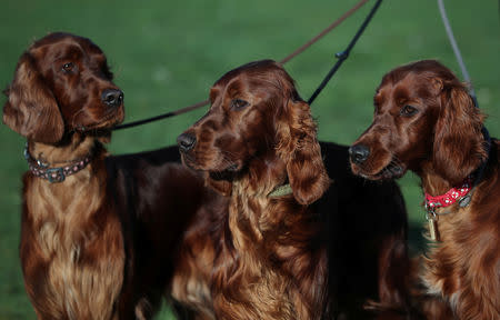 Irish Setters arrives for the first day of the Crufts Dog Show in Birmingham, Britain, March 7, 2019. REUTERS/Hannah McKay