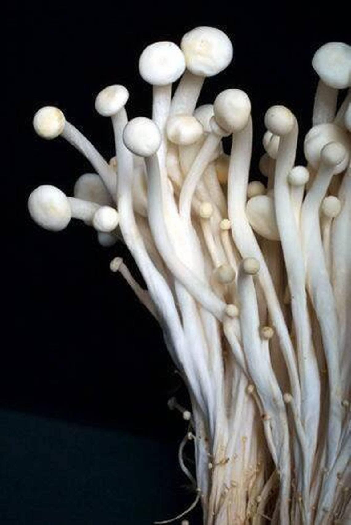 Enoki (e-NO-ke) mushrooms’ mild flavor and appearance work with many dishes, but its dainty form can’t withstand high or prolonged heat, according to this 2001 Washington Post file photo. JULIA EWAN/Washington Post