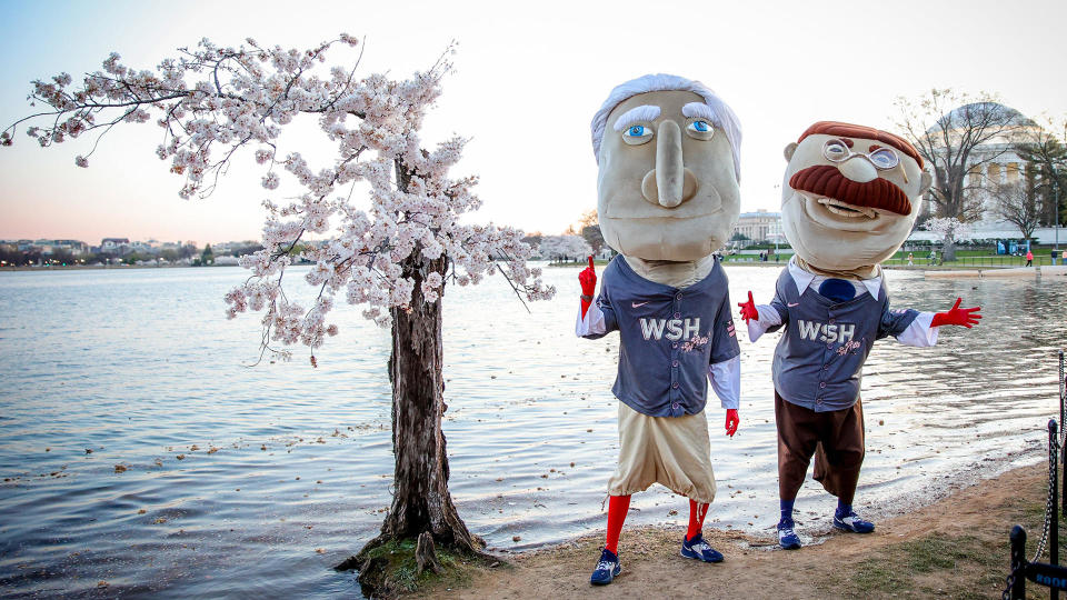 Stumpy the cherry tree draws fans at the Tidal Basin in Washington, D.C.  / Credit: Courtesy Washington Nationals Baseball Club