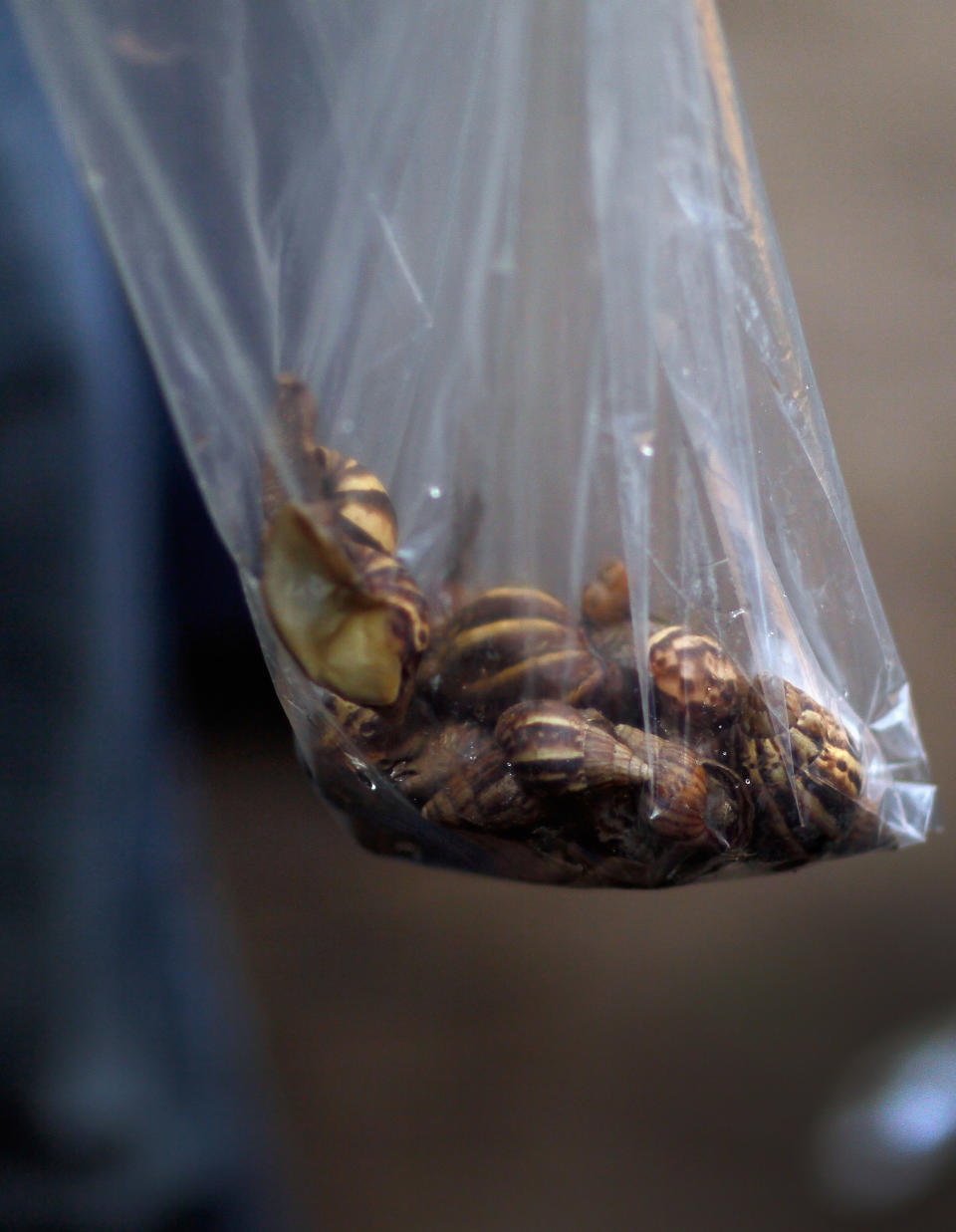 MIAMI, FL - SEPTEMBER 15: Dr. Keith Richardson, Florida Department of Agriculture, holds a plastic bag of Giant African land snails he found while working on eradicating a population of the invasive species in Miami-Dade County on September 15, 2011 in Miami, Florida. The Giant African land snail is one of the most damaging snails in the world because they consume at least 500 different types of plants, can cause structural damage to plaster and stucco, and can carry a parasitic nematode that can lead to meningitis in humans. The snail is one of the largest land snails in the world, growing up to eight inches in length and more than four inches in diameter. (Photo by Joe Raedle/Getty Images)