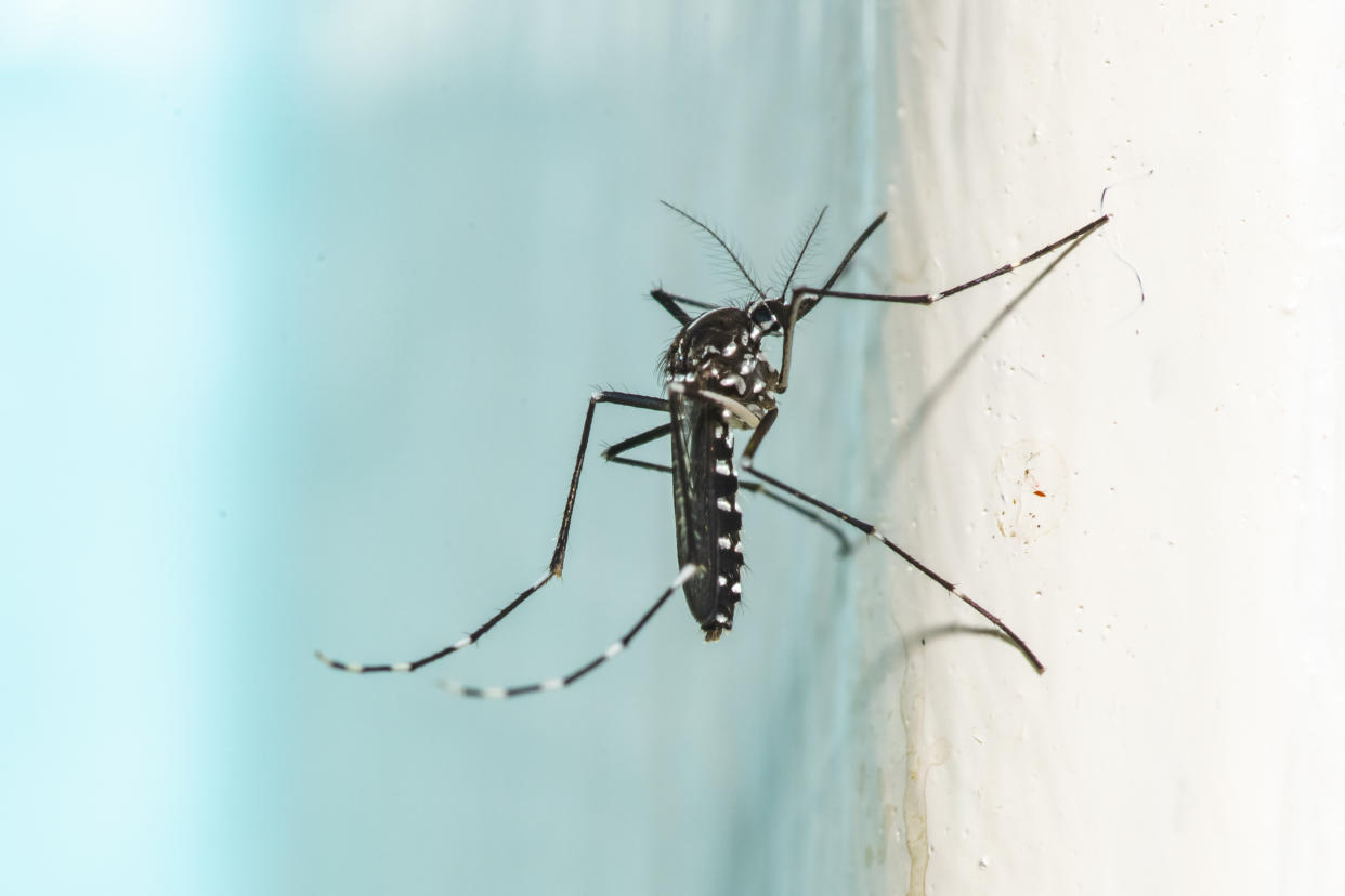 Keine Lust auf Stechmücken in der Wohnung? Das Magnet-Fliegengitter schützt zuverlässig vor allen Insekten. (Foto: Getty Images)