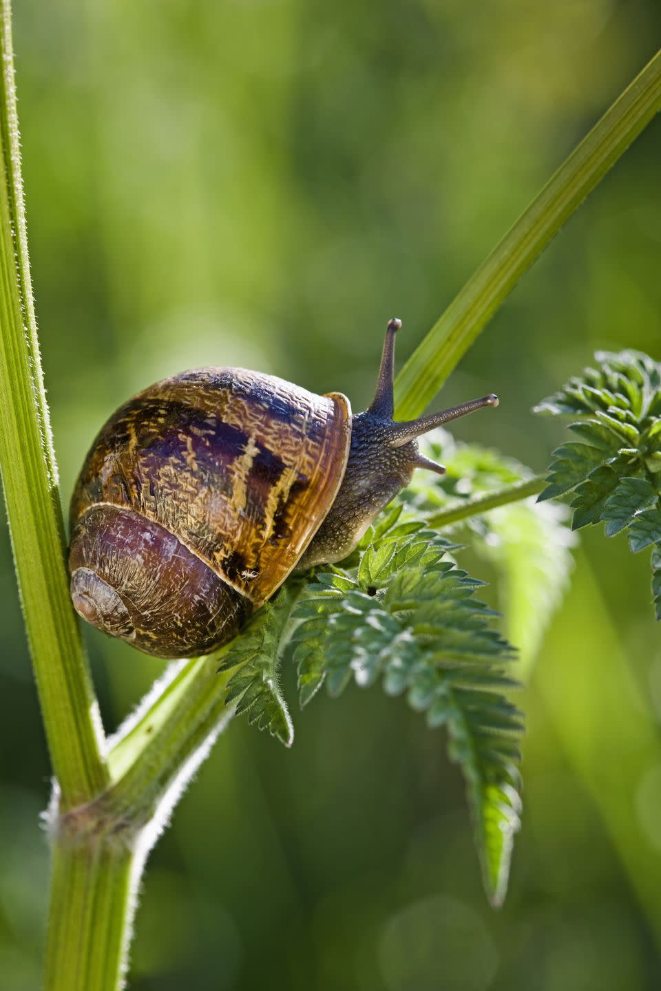 Using snail bait.