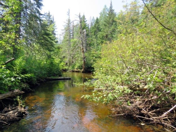 The surrounding forest helps keep the water cool, which is important for young salmon and trout. (Island Nature Trust - image credit)