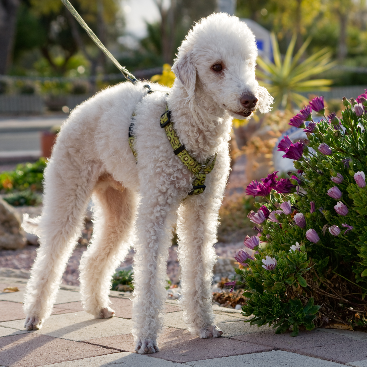 A well-groomed white Bedlington Terrier standing outside next to colorful flowers, in a residential walkway, with a blurred background of more plants, flowers, and the street