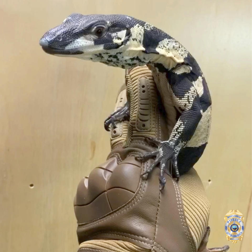 This undated photo provided by the Long Beach, Calif., Police Department shows one of two unique Australian monitor lizards that were stolen from a reptile shop in November 2019. The Long Beach Police Department has announced two arrests in the case and the return of the lizards, which can grow to be more than 6 feet (1.83 meters) long and are valued together at $75,000. (Long Beach Police Department via AP)