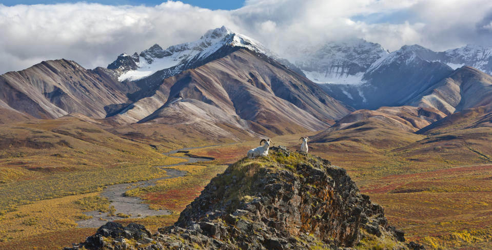 Snow-capped mountain peaks of Denali foregrounded by wildlife sitting on a smaller peak.