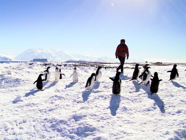 A person walks across a snowy landscape surrounded by penguins