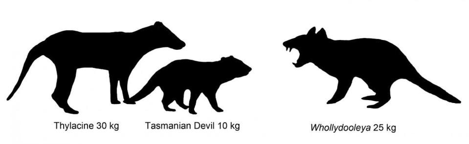 An illustration showing the size comparison of Australian marsupials, including a newly described extinct species of carnivorous marsupial, <em>Whollydooleya tomnpatrichorum</em>.