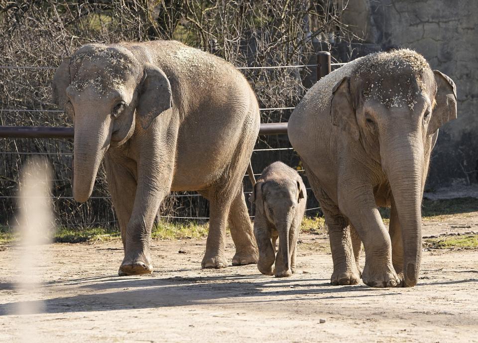 Summer is a great time to take in the sights at the Columbus Zoo and Aquarium.