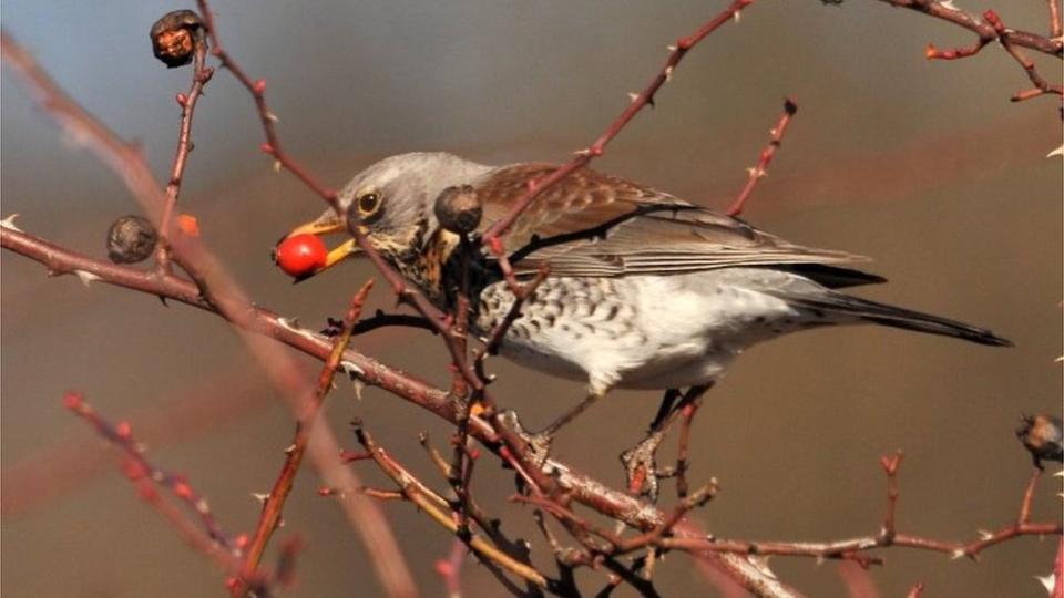 斯文森畫眉鳥