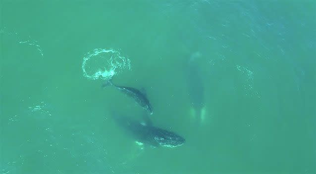 Eddy filmed a pod of whales splashing about the sea. Source: Tim Eddy