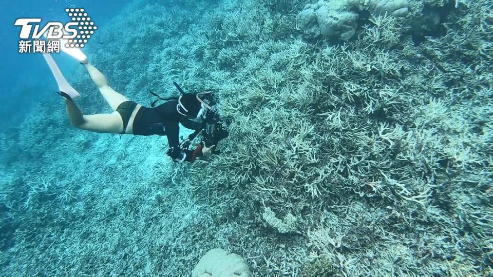 帛琉是潛客們的潛水天堂。（圖／TVBS資料照）
