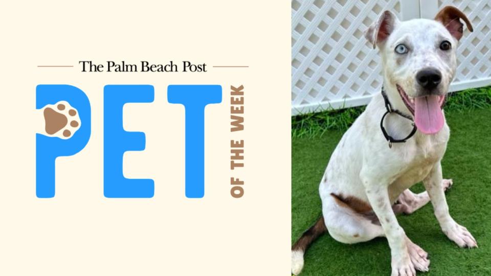 5-Month-Old Puppy Iris is Adoptable Pet of the Week! Palm Beach County Animal Care and Control