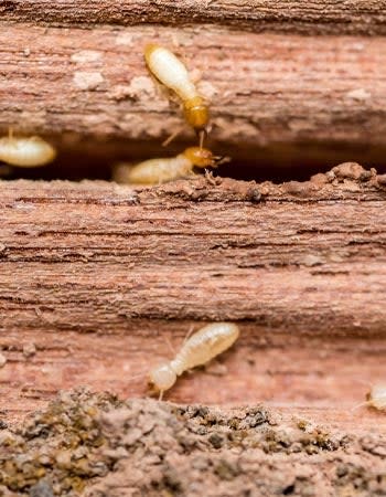 What Does Termite Damage Look Like