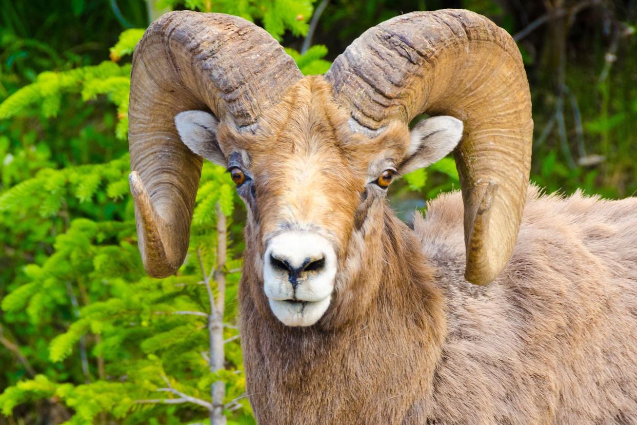 Marco Polo argali are native to the high elevations of the Pamir region of Central Asia.