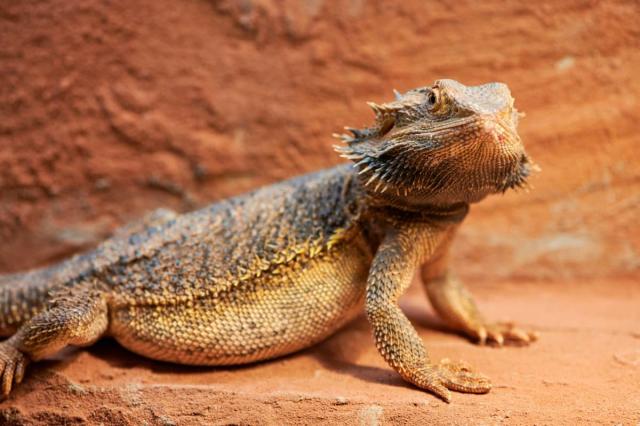 Bearded Dragon - Louisville Zoo