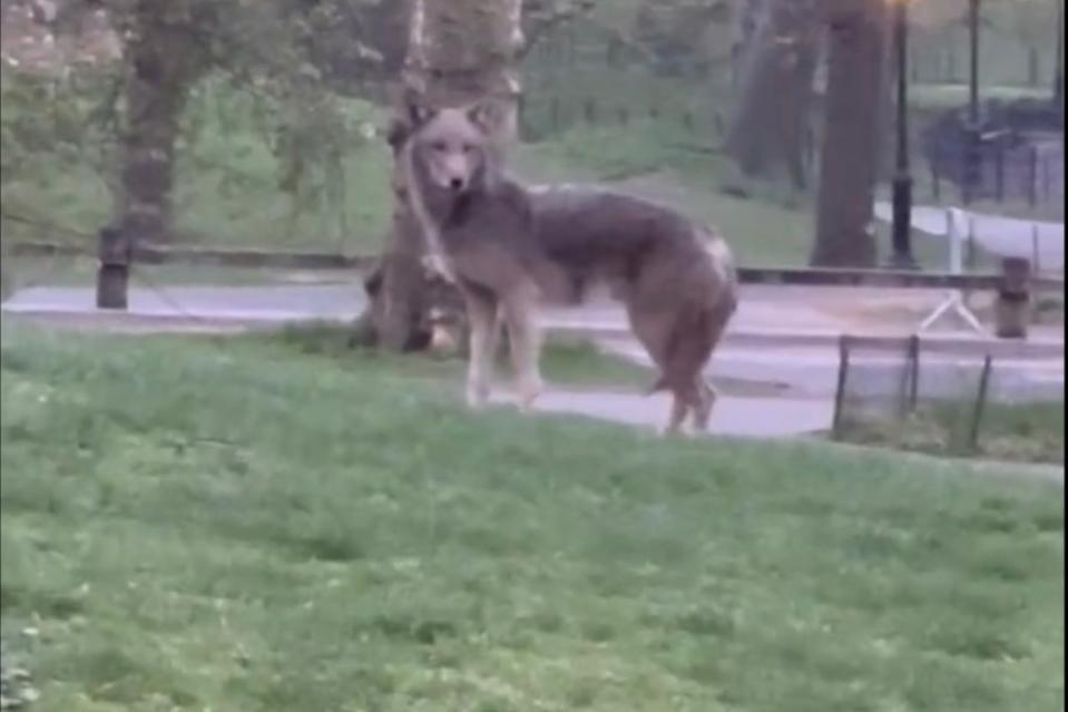 The coyote is gray with large paws. Brett Cohn/X